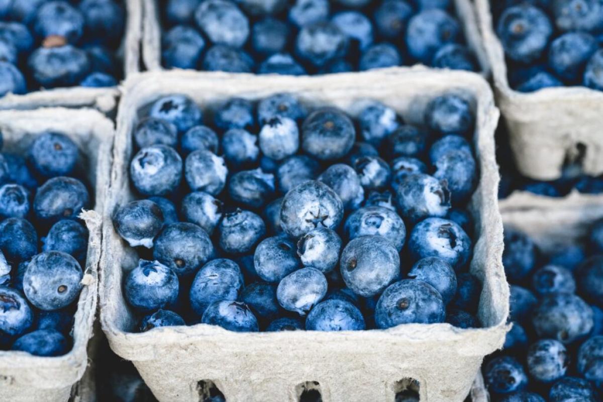 blueberry-fruit-on-gray-container-1024x683.jpeg