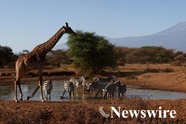 2026-09-08T124836Z_310883774_RC256NACNDXQ_RTRMADP_3_KENYA-WILDLIFE.JPG