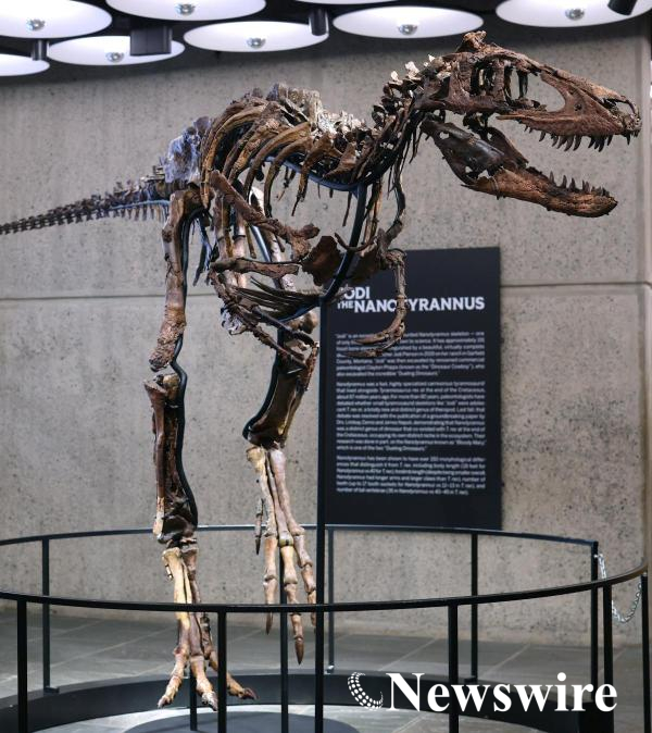 2026-10-13T140042Z_1182100614_RC2C2OA570Y9_RTRMADP_3_USA-AUCTION-DINOSAUR.JPG