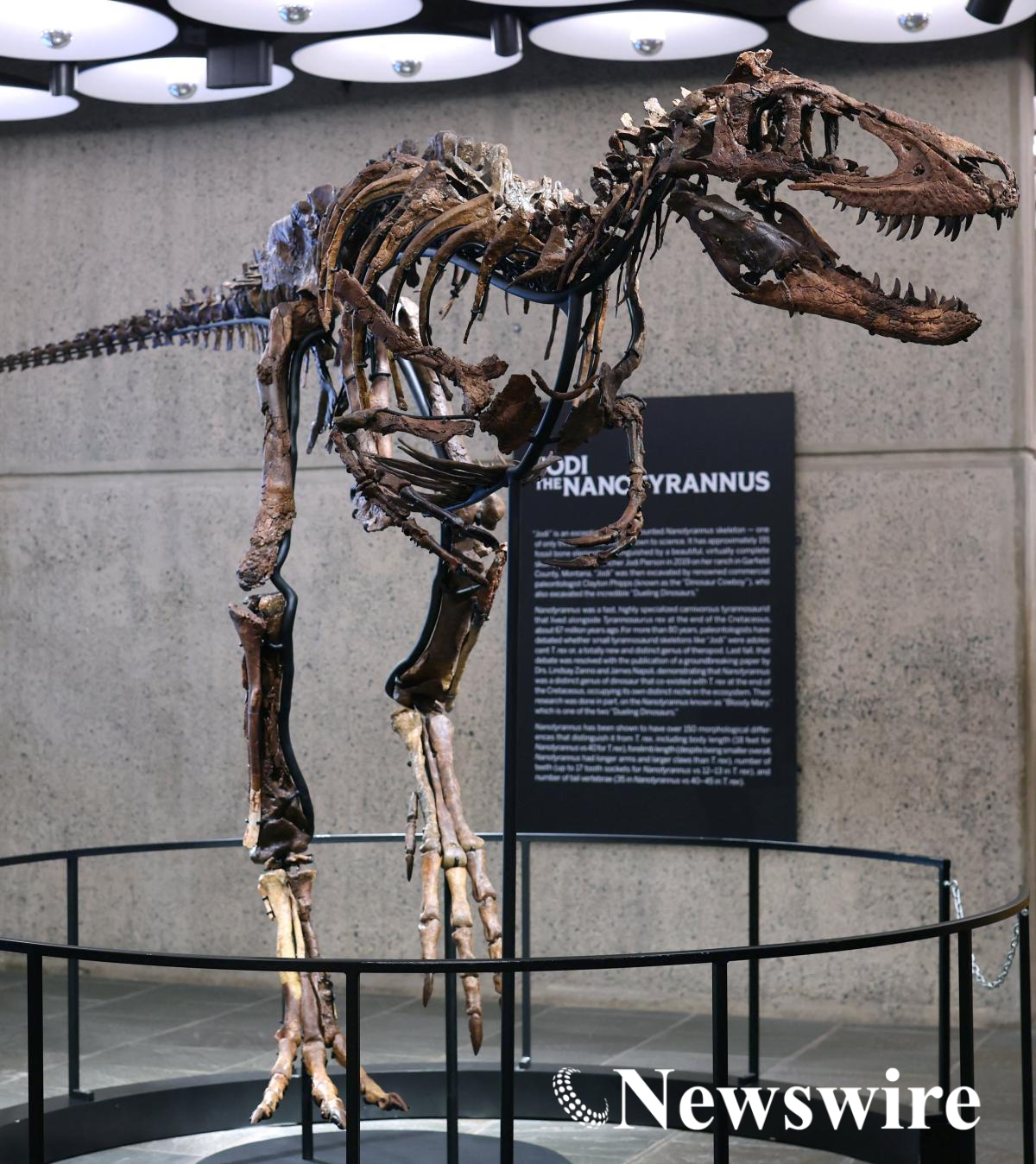 2026-10-13T140042Z_1182100614_RC2C2OA570Y9_RTRMADP_3_USA-AUCTION-DINOSAUR.JPG
